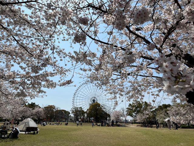 桜とエキスポ観覧車