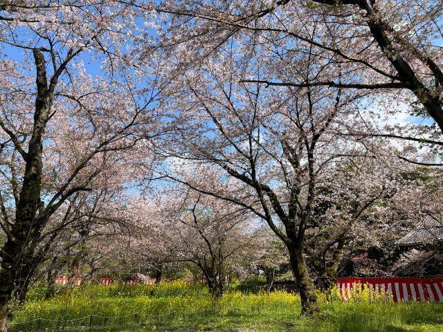 桜苑1