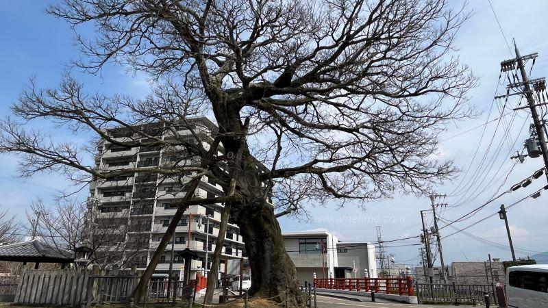 蘇武橋のエノキの木
