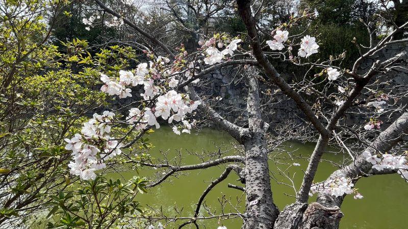 内堀の桜