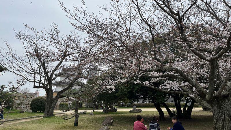 明石公園 桜