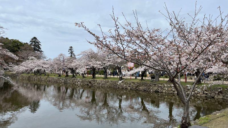 堀と桜