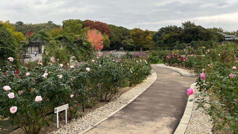 平和のバラ園