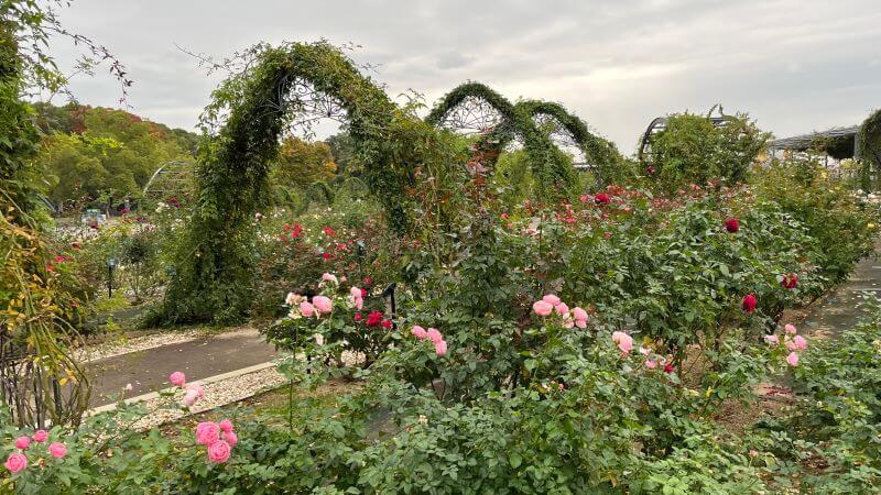 平和のバラ園