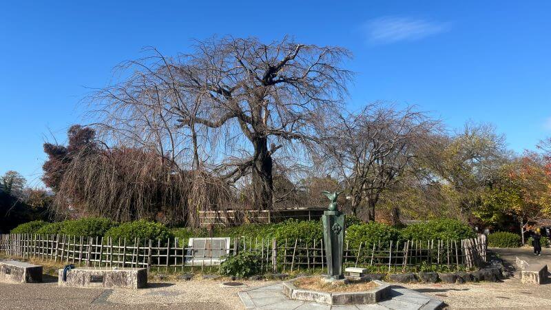 しだれ桜