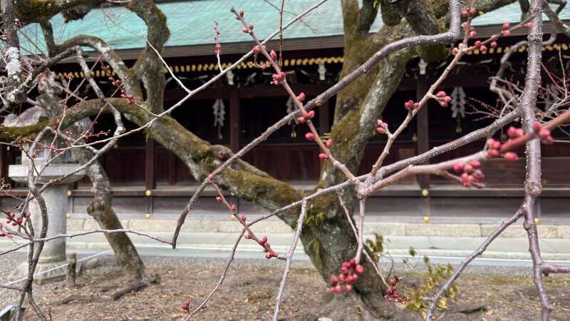 ご本殿裏手