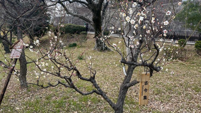 白い「古今集」