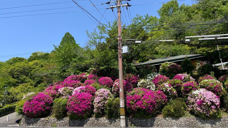 道路沿いのツツジ