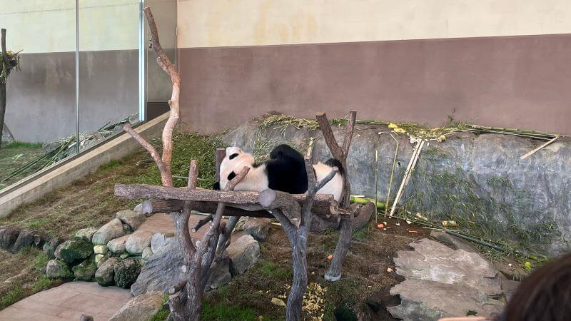 1510頃の楓ちゃん