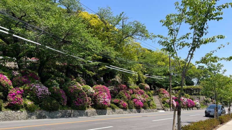 道路沿いのツツジ
