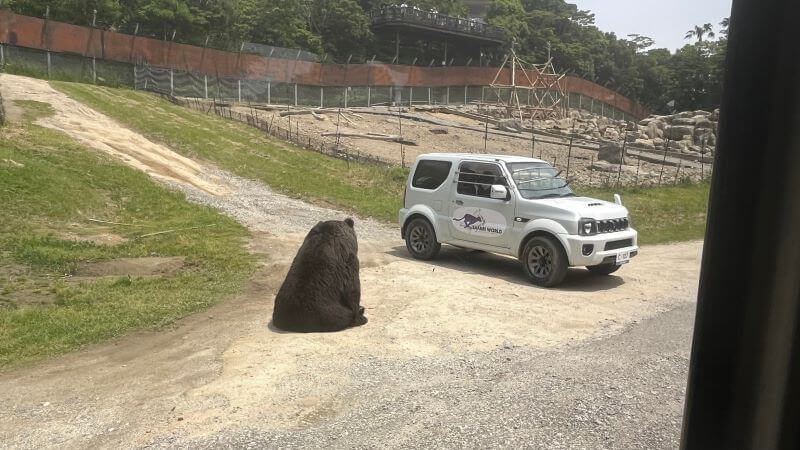 ヒグマ