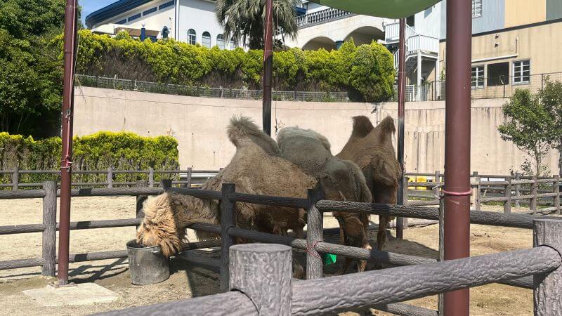 ラクダ
