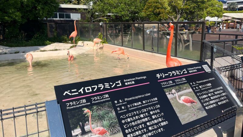 フラミンゴ