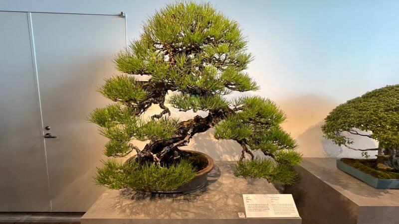 樹齢500年