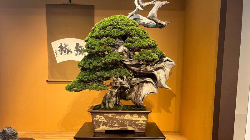 樹齢700年