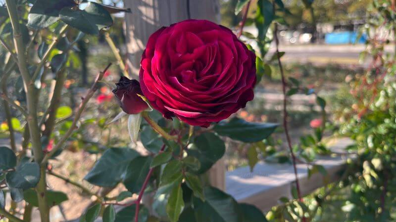 深紅のバラ
