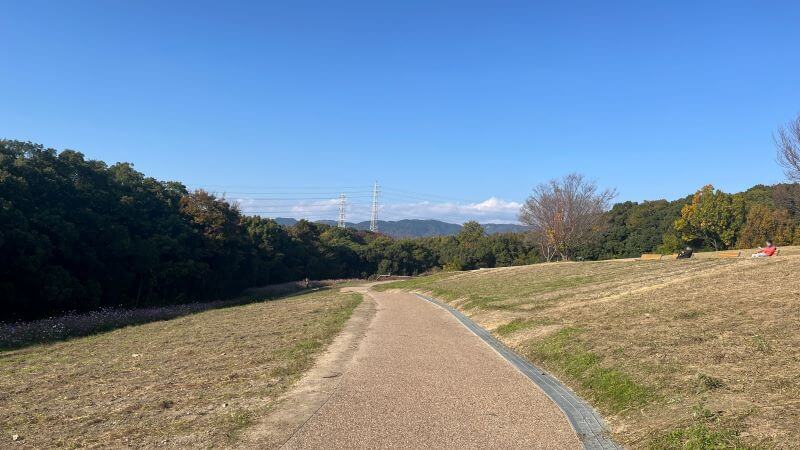 半分以上刈り取り済み