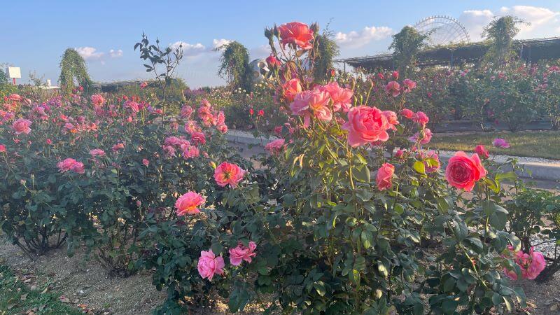 平和のバラ園