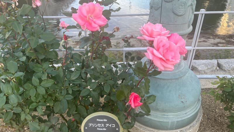 プリンセスアイコ