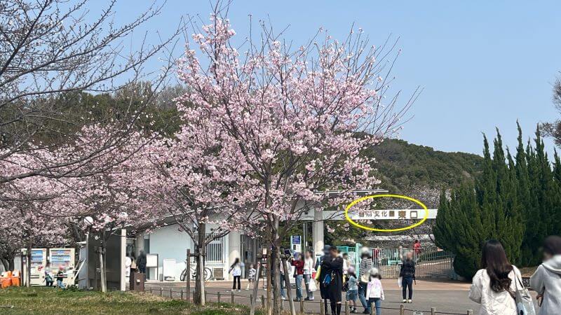 東口の桜