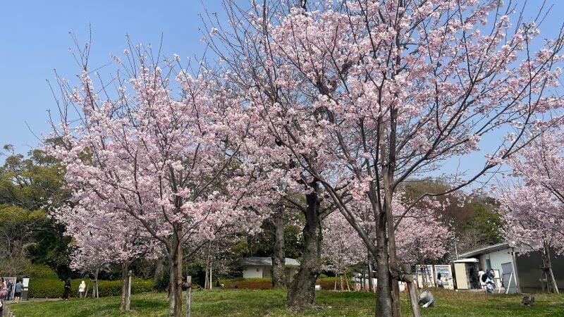 東口の桜