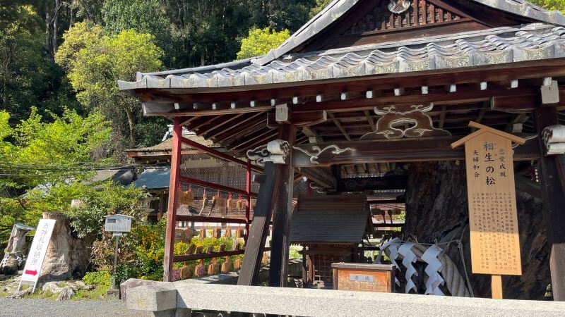 相生の松