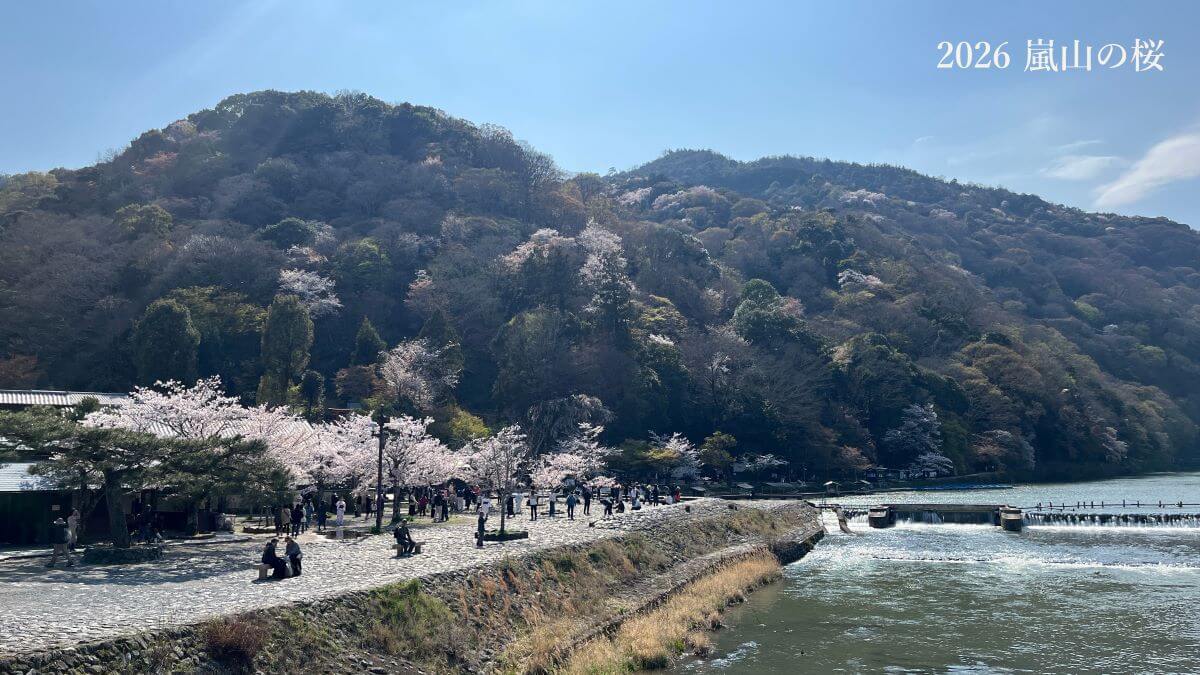 嵐山の桜
