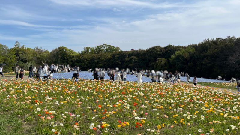 向こうにネモフィラ