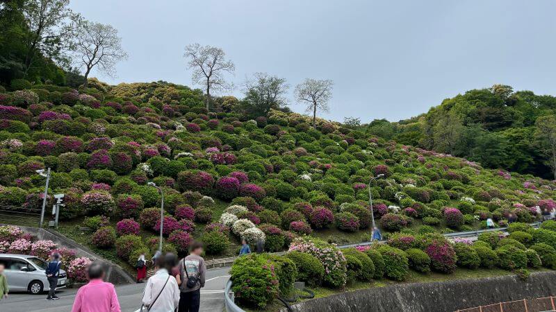 つつじ