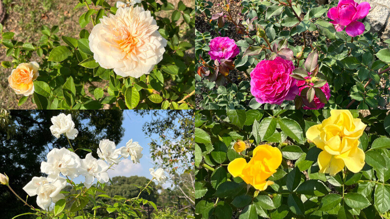 長居植物園バラ
