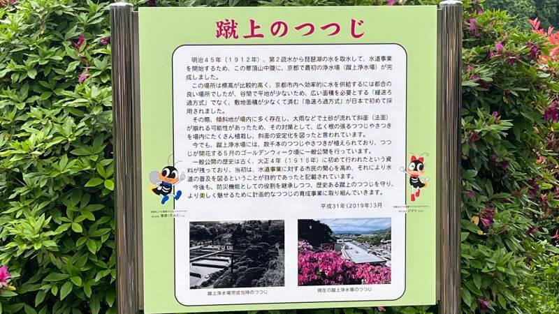 蹴上のつつじとは