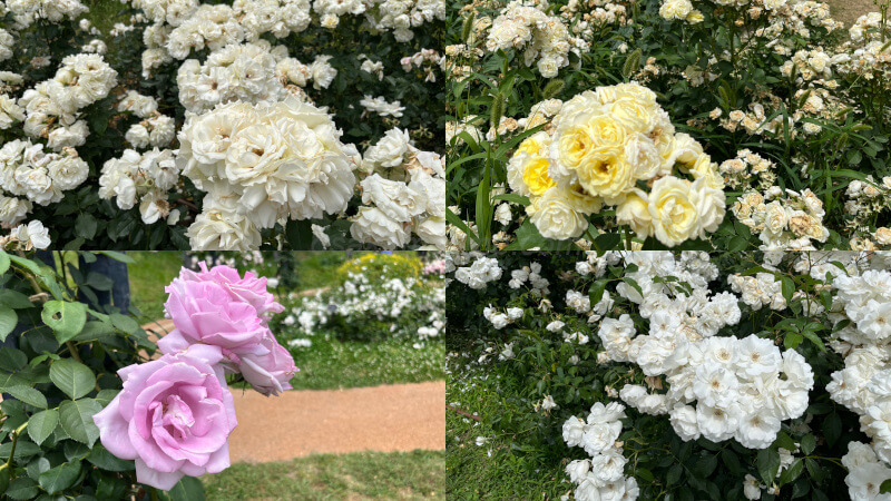 薄い色の薔薇
