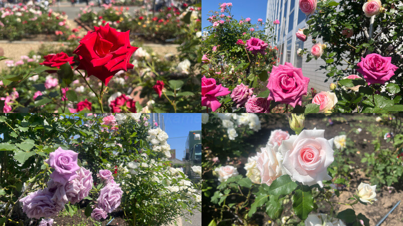 ザ・薔薇