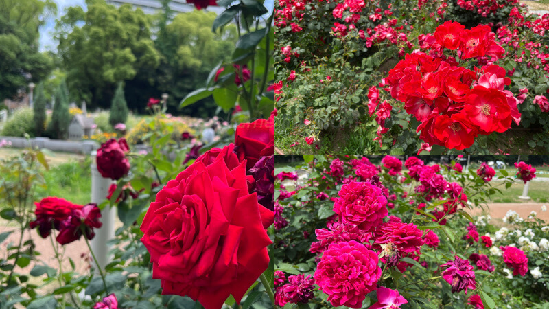 赤い薔薇