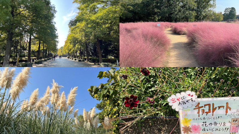 秋の花