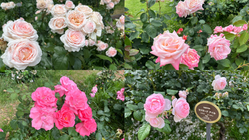 ピンクの薔薇