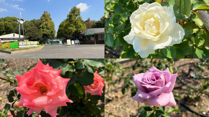 長居植物園バラ