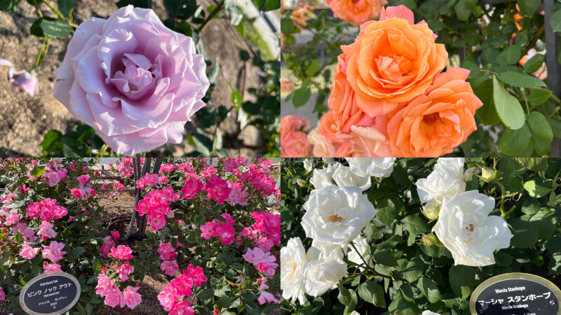 バラ4種