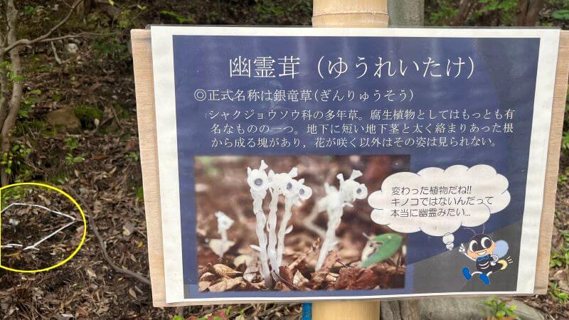 幽霊茸