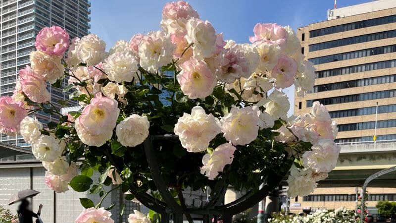 ピンクの薔薇