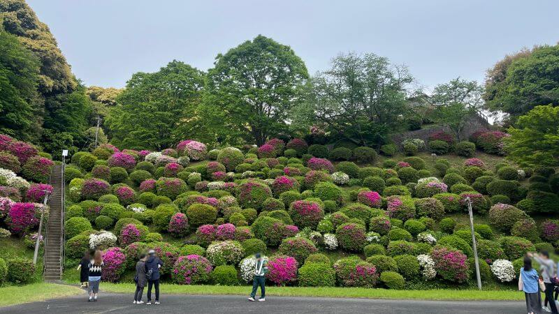 つつじ
