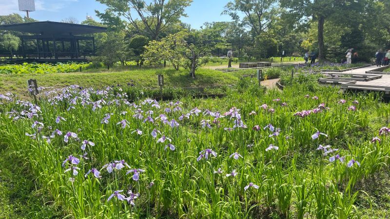 菖蒲