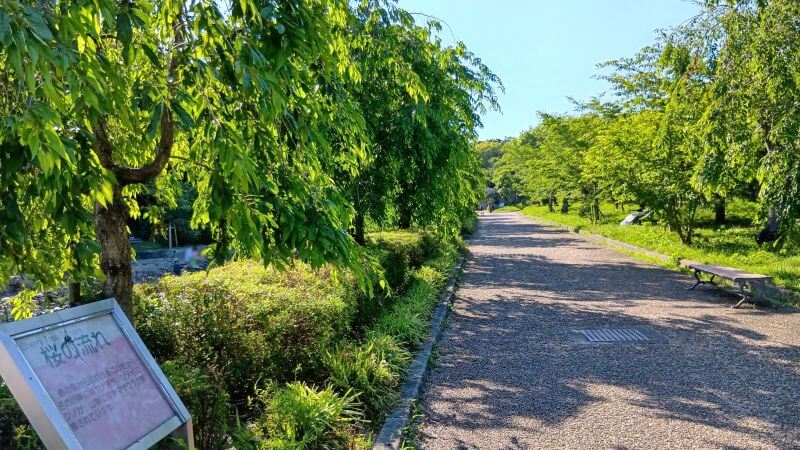 桜の流れ
