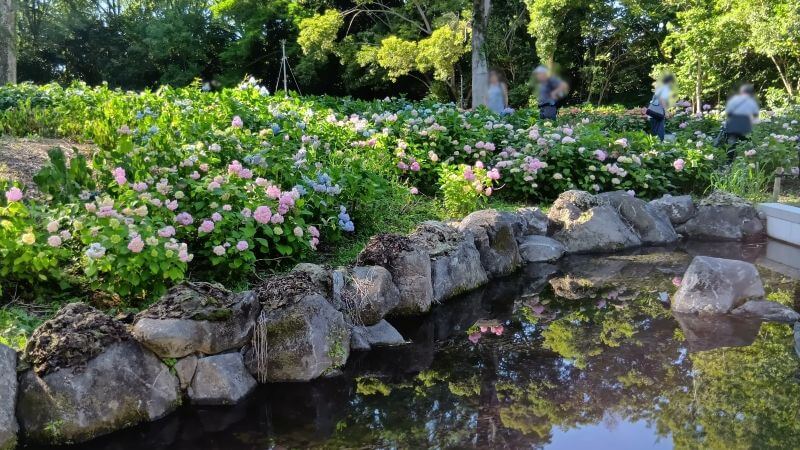 あじさいの森