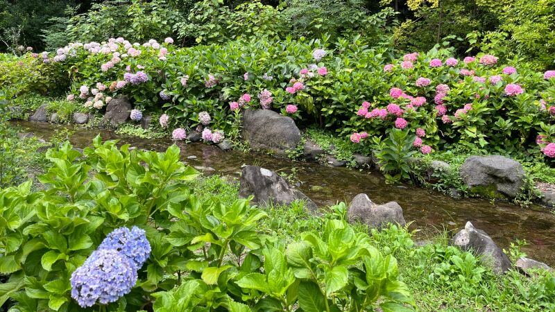 万博アジサイ0630