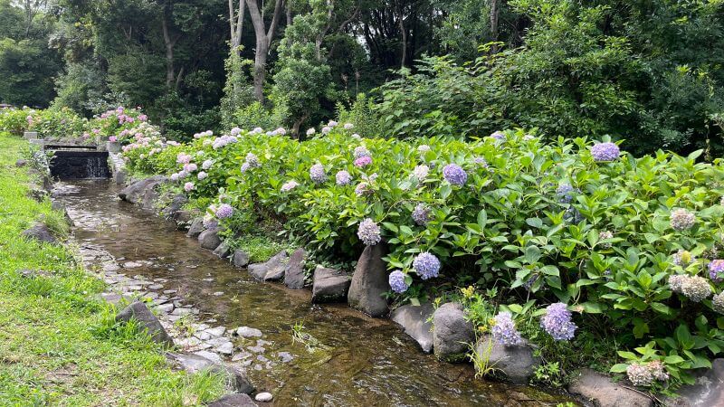 万博アジサイ0630
