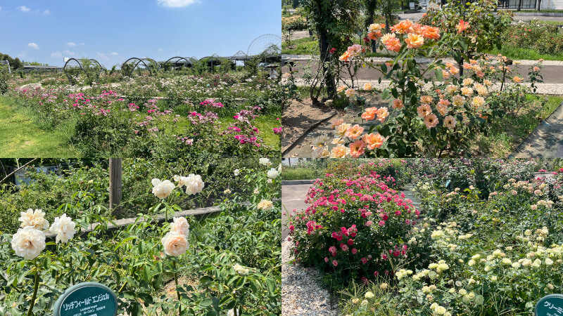 平和のバラ園